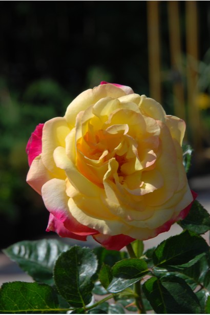 Жовто-рожева троянда – елегантна прикраса ландшафту.